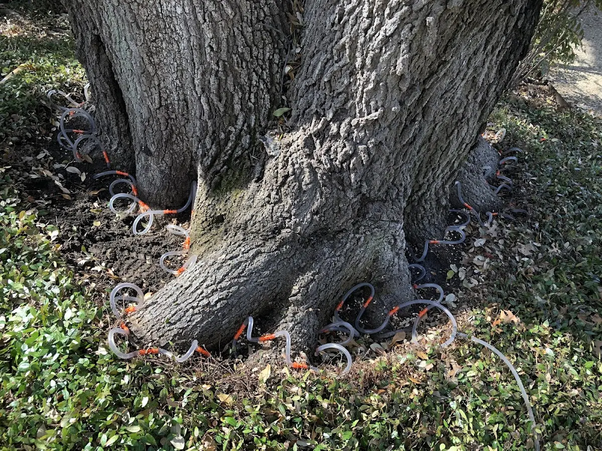 Detailed Tree Cabling and Bracing job site in Sealy